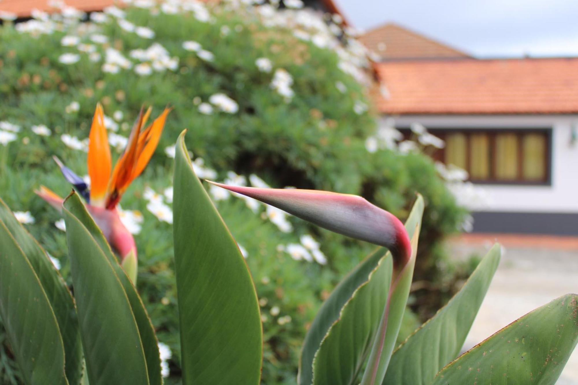 Moradia Stephanie Funchal Dış mekan fotoğraf